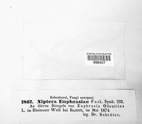 Mollisia euphrasiae image